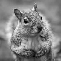 Buy canvas prints of Grey squirrel - square crop by Jason Wells