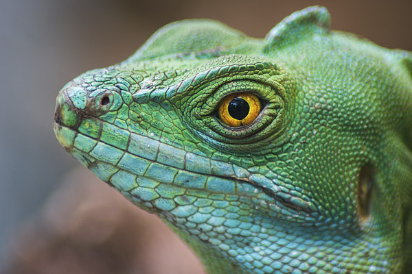 Basilisco iguana close-up Picture Board by Jason Wells