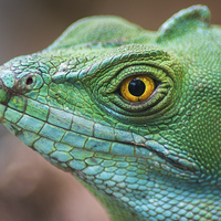 Buy canvas prints of Basilisco iguana close-up by Jason Wells