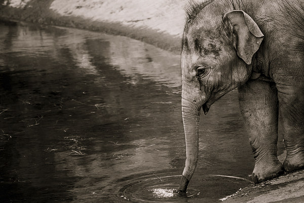 Elephant drinking Picture Board by Jason Wells