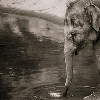 Buy canvas prints of Elephant drinking by Jason Wells