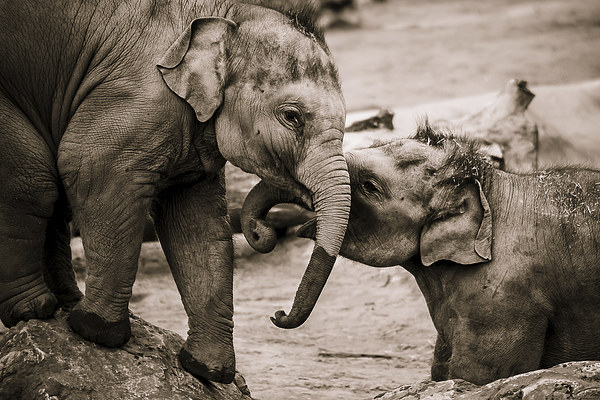 Infant elephants playing Picture Board by Jason Wells