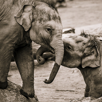 Buy canvas prints of Infant elephants playing by Jason Wells