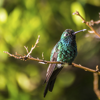 Buy canvas prints of  Hummingbird perched on a tree by Jason Wells