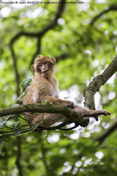 Barbary macaque in a tree Picture Board by Jason Wells