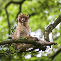 Buy canvas prints of Barbary macaque in a tree by Jason Wells