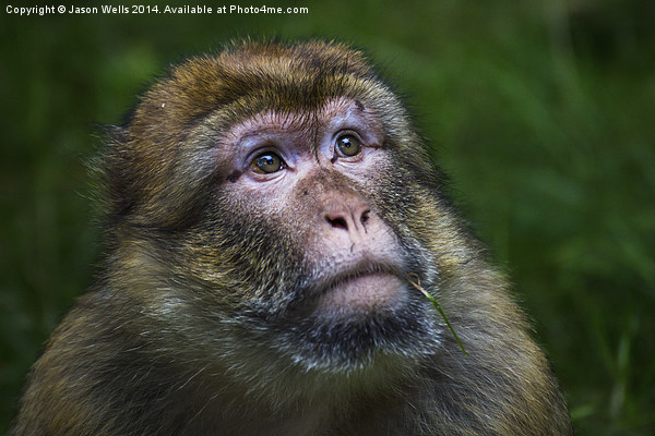  Portrait of a Barbary macaque Picture Board by Jason Wells