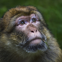 Buy canvas prints of  Portrait of a Barbary macaque by Jason Wells