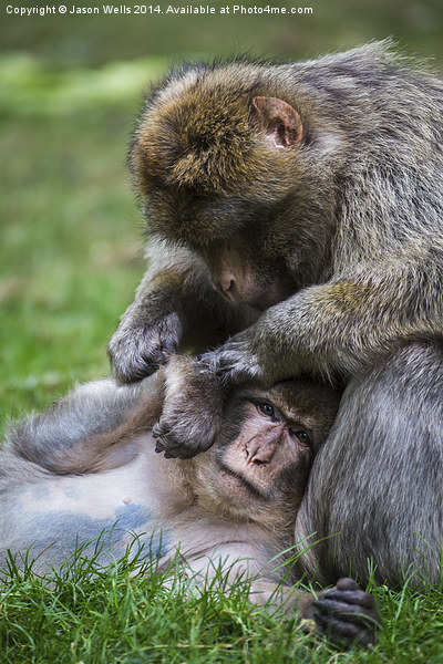 Barbary macaques grooming Picture Board by Jason Wells