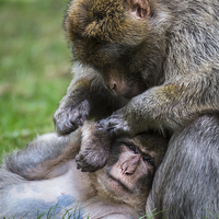 Buy canvas prints of Barbary macaques grooming by Jason Wells