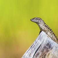 Buy canvas prints of  Lizard basking in the sun by Jason Wells