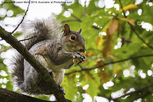 Grey squirrel eating a nut Picture Board by Jason Wells