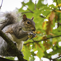 Buy canvas prints of Grey squirrel eating a nut by Jason Wells