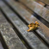 Buy canvas prints of Leaf on the bench by Jason Wells