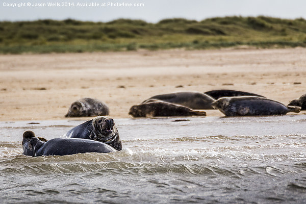 Seals off the coast of Norfolk Picture Board by Jason Wells