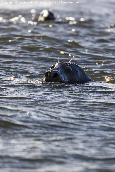 Seals off the coast of Norfolk Picture Board by Jason Wells