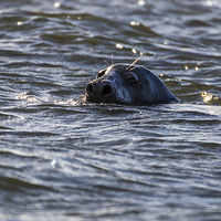 Buy canvas prints of Seals off the coast of Norfolk by Jason Wells