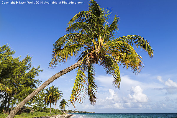 Palm tree overhanging the beach Picture Board by Jason Wells