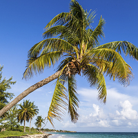 Buy canvas prints of Palm tree overhanging the beach by Jason Wells