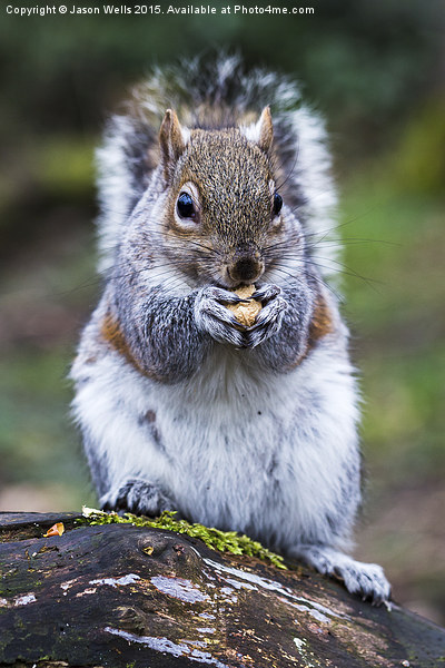  Portrait of a grey squirrel feeding on a nut in a Picture Board by Jason Wells