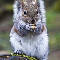 Buy canvas prints of  Portrait of a grey squirrel feeding on a nut in a by Jason Wells