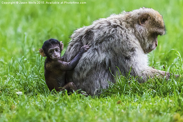 Baby Barbary macaque climbing up its mother Picture Board by Jason Wells