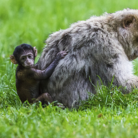Buy canvas prints of Baby Barbary macaque climbing up its mother by Jason Wells