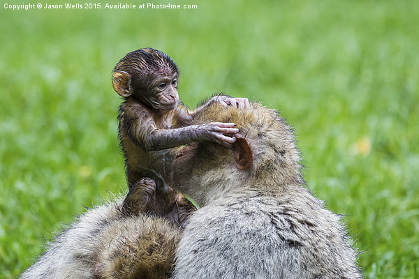  Baby Barbary macaque inspecting its mother Picture Board by Jason Wells