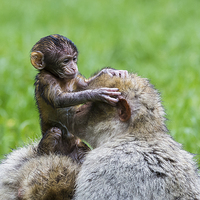 Buy canvas prints of  Baby Barbary macaque inspecting its mother by Jason Wells