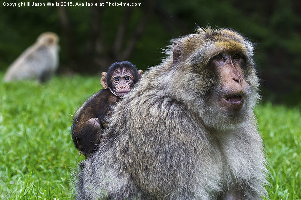 Baby Barbary macaque hitching a ride Picture Board by Jason Wells