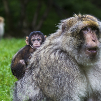 Buy canvas prints of Baby Barbary macaque hitching a ride by Jason Wells