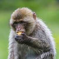 Buy canvas prints of  Barbary macaque enjoying some fruit by Jason Wells