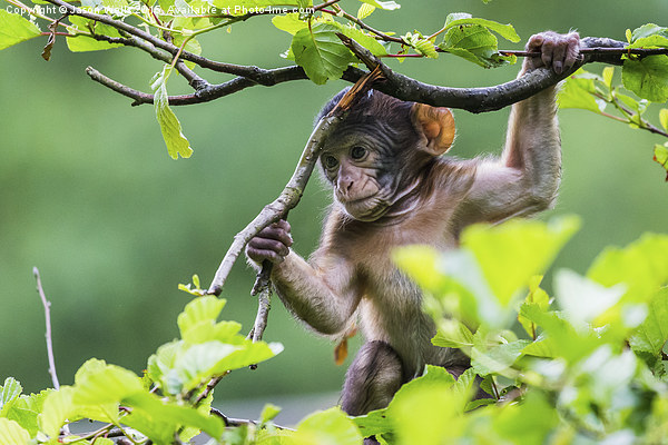 Baby Barbary macaque playing high up in a tree Picture Board by Jason Wells