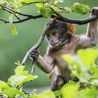 Buy canvas prints of Baby Barbary macaque playing high up in a tree by Jason Wells