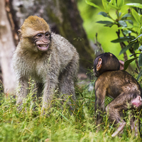 Buy canvas prints of Young Barbary macaques playing together by Jason Wells