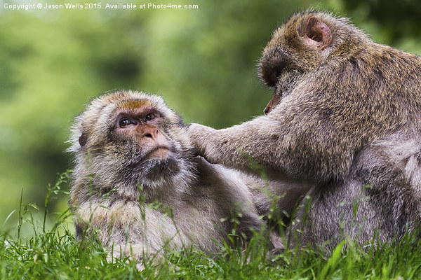  Barbary macaques grooming each other Picture Board by Jason Wells
