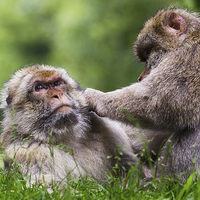 Buy canvas prints of  Barbary macaques grooming each other by Jason Wells