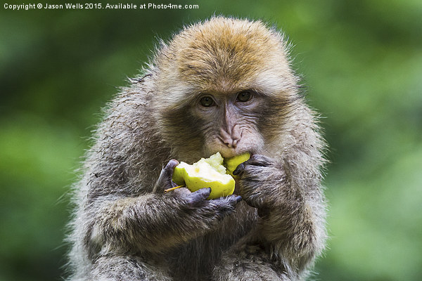  Barbary macaque snacking on an apple Picture Board by Jason Wells