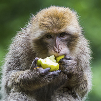 Buy canvas prints of  Barbary macaque snacking on an apple by Jason Wells