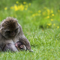 Buy canvas prints of  Barbary macaque suckling by Jason Wells