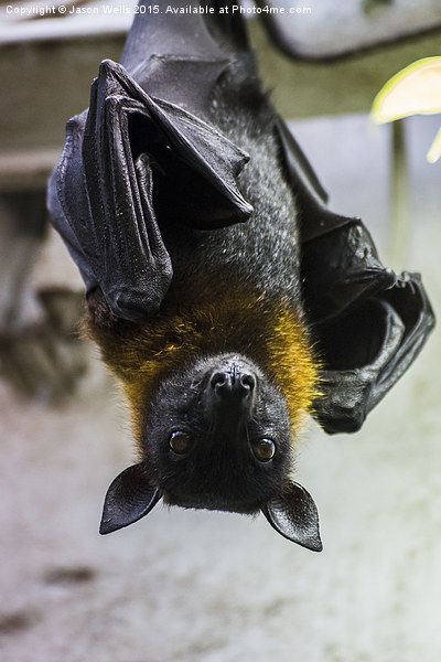 Greater Indian fruit bat Picture Board by Jason Wells