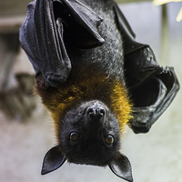 Buy canvas prints of Greater Indian fruit bat by Jason Wells