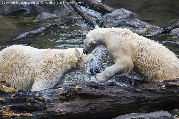 Pair of polar bears playing together in the water Picture Board by Jason Wells
