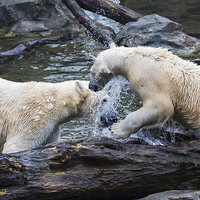 Buy canvas prints of Pair of polar bears playing together in the water by Jason Wells