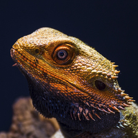 Buy canvas prints of Bearded Dragon by Jason Wells