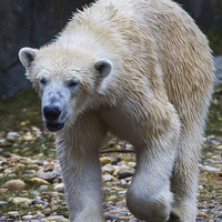 Buy canvas prints of Close-up of a polar bear wondering around by Jason Wells
