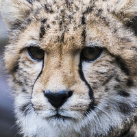 Buy canvas prints of Portrait of a Cheetah by Jason Wells