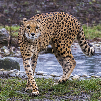 Buy canvas prints of Cheetah on the prowl by Jason Wells