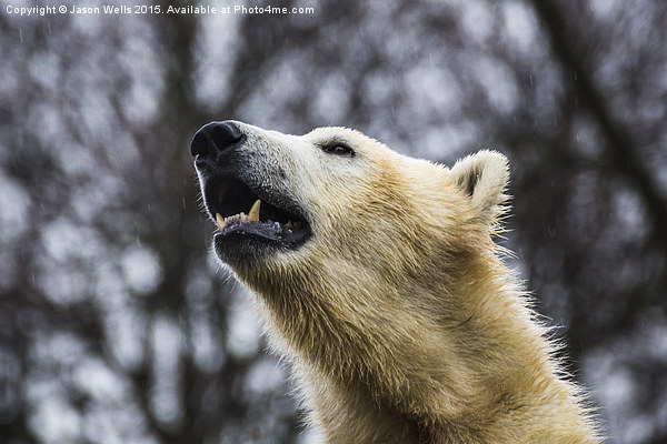 Portrait of a Polar Bear Picture Board by Jason Wells