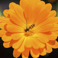 Buy canvas prints of Hoverfly in the centre of an orange flower by Jason Wells